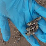La región patagónica en alerta ante la detección de focos de la plaga Tucura sapo