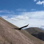 “Cóndor que regresa”: liberaron a Kuntur Kuteq en la Cuesta de Lipán, Jujuy