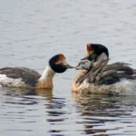 Esperanza para una especie al borde de la extinción: el macá tobiano volvió a nidificar en Santa Cruz tras una década