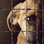 “Ley Valentín”: impulsan en Santa Cruz un proyecto para fortalecer la protección y el cuidado animal